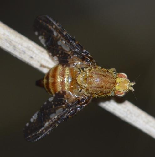 Réf. 293 870 : Merzomyia westermanni